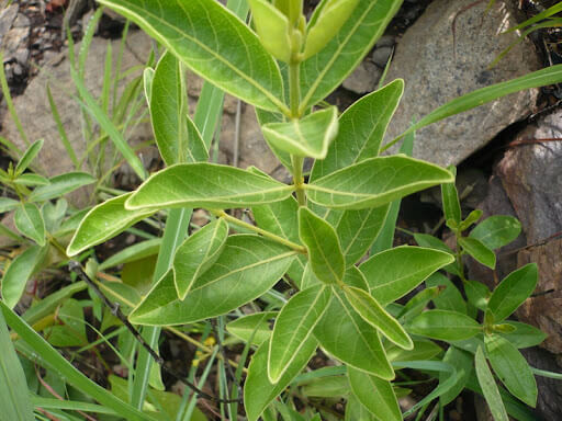 photo de la fadogia agrestis et de sa tige jaune, la tige est reponsable des bienfaits  de la faogia agrestis pour la musculation et la testostérone, il esst possible d'acheter cette plante en france des les pharmacies